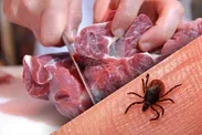 فعالیت کنه‌های ناقل تب کریمه کنگو در تابستان