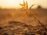 راهکار‌هایی برای مقابله با «تنش گرمایی» در بخش کشاورزی