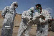 رزمایش زیستی مهار کانون آنفلوانزای فوق حاد پرندگان در خوزستان برگزار شد